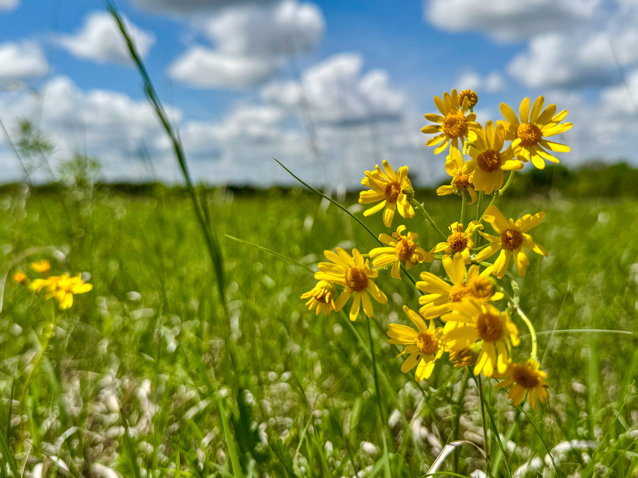 102 Acres Selling South of El Dorado, Kansas