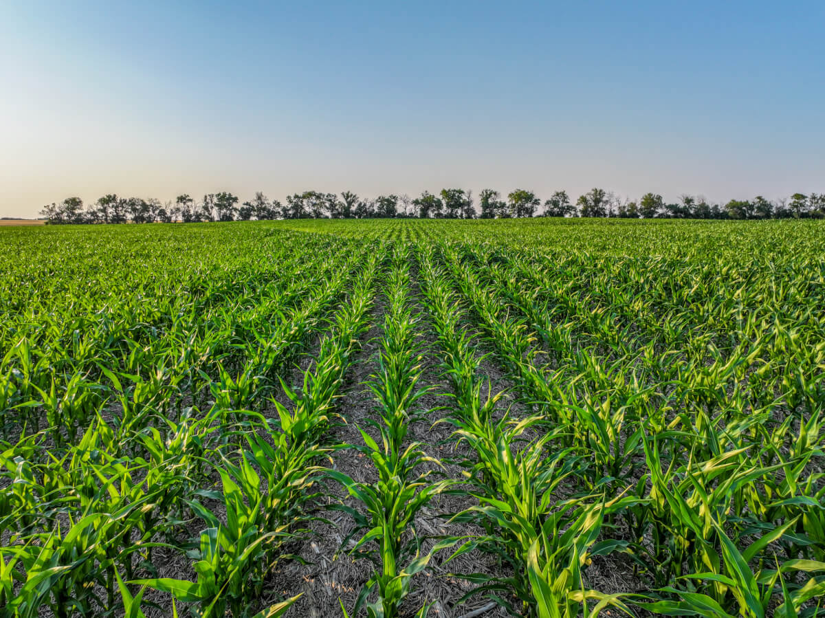 🌾 40 Acres of Tillable Farm Ground–Marion County Auction