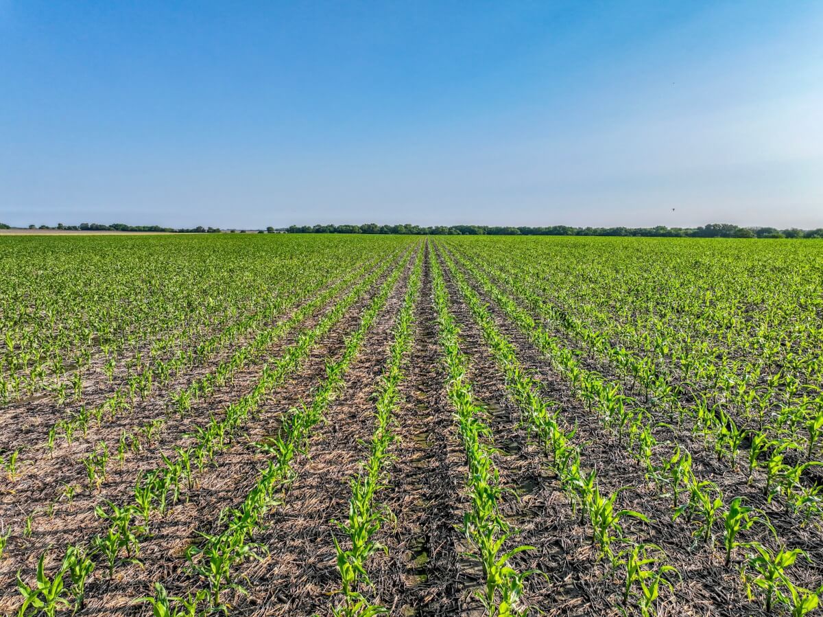 🌾 80 Acres of Tillable Farm Ground Selling at Auction – Harvey County, Kansas