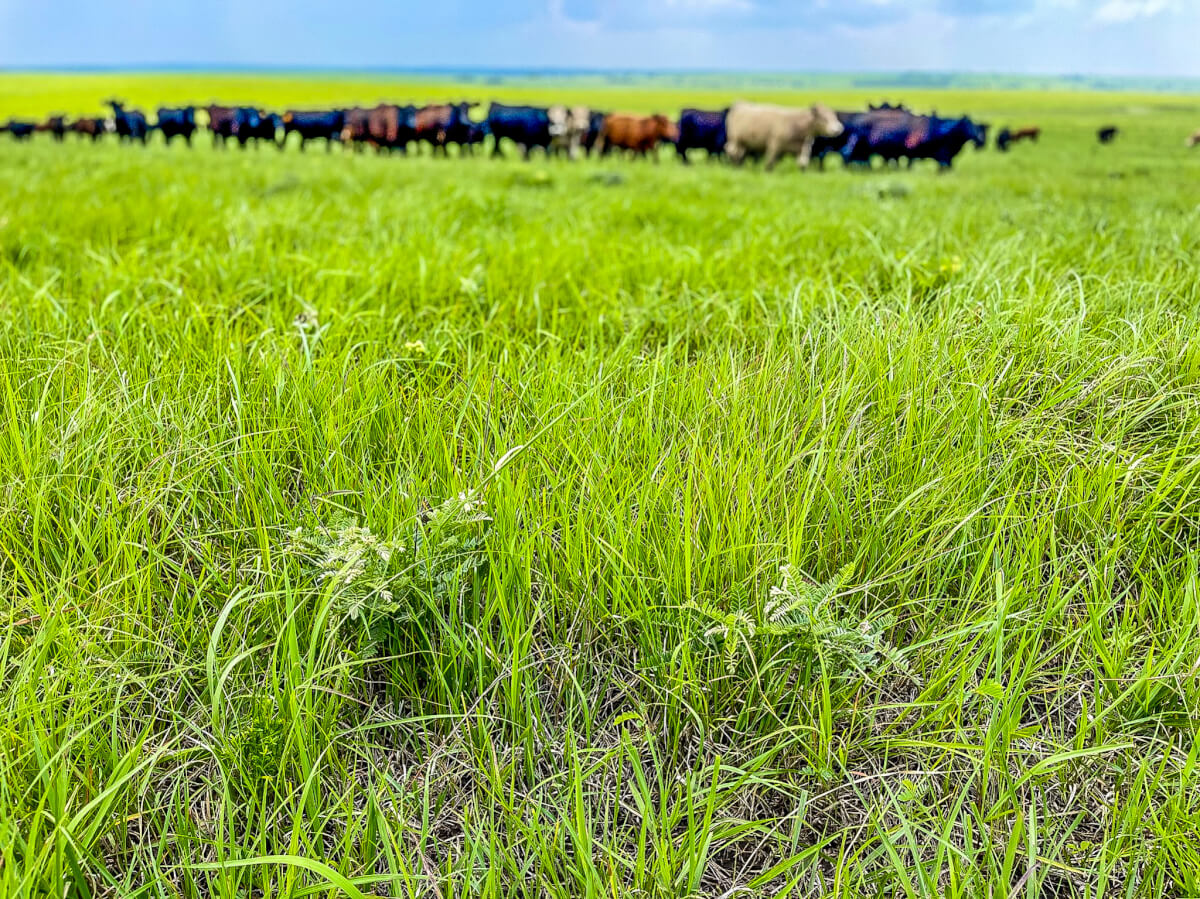 Why the Flint Hills of Kansas is the Best Place for Cattle, Land, and Rural Living